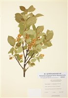 藏品(黑果野櫻)的圖片